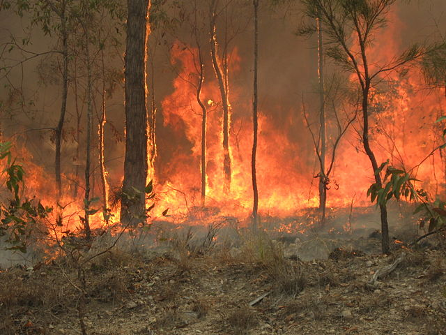 Forests and tress burn as wildfires tear through Australia
