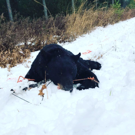 A black bear killed by the father of junior Mason Rider. The creature officially weighed in at 519 pounds.